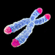 Illustration for article titled This Prehistoric Pocket Deer Has Fewer Chromosomes Than A Fruit Fly
